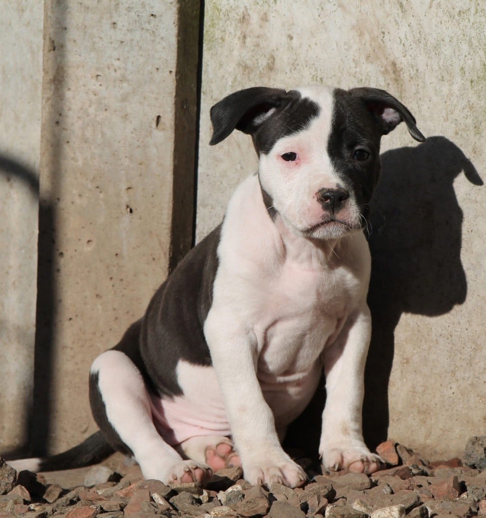 Distinct Origins - Chiots disponibles - American Staffordshire Terrier