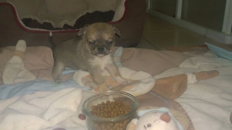 Djani' Fik Louseylia - Chiots disponibles - Chihuahua