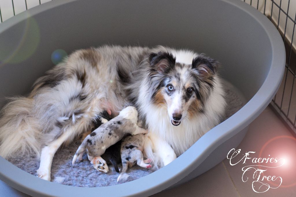 Chiot Shetland Sheepdog Faeries Tree