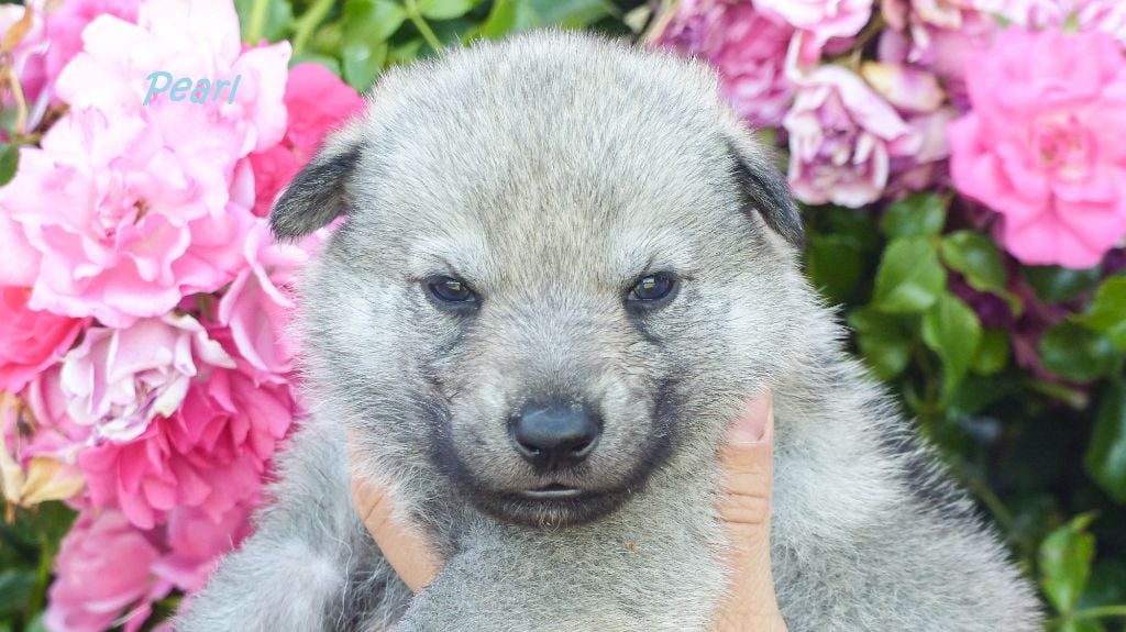 Chiot Chien-loup tchecoslovaque De La Meute De Lounaby