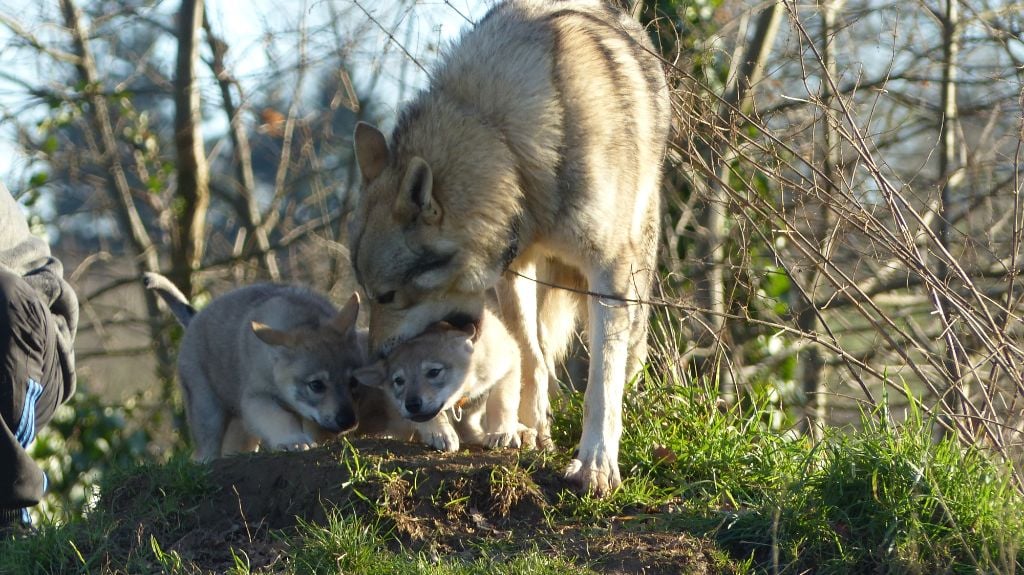 Chiot Chien-loup tchecoslovaque De La Meute De Lounaby