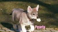 PEARLY de la meute de lounaby