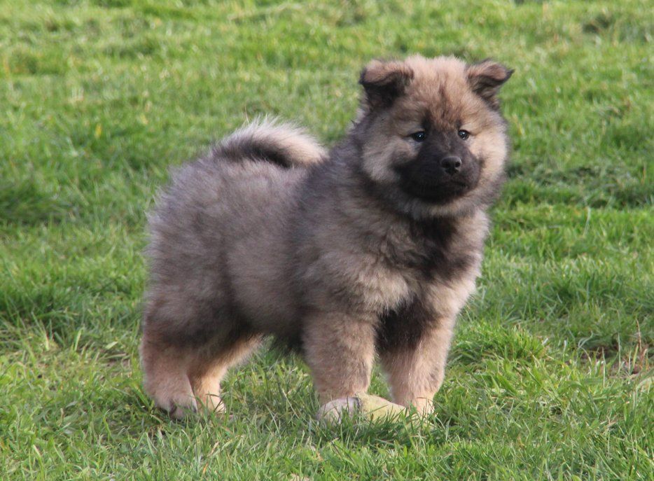 De La Demeure D'Argos - Chiots disponibles - Eurasier