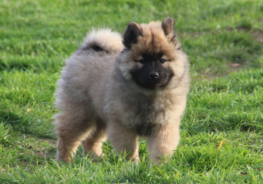 De La Demeure D'Argos - Chiots disponibles - Eurasier