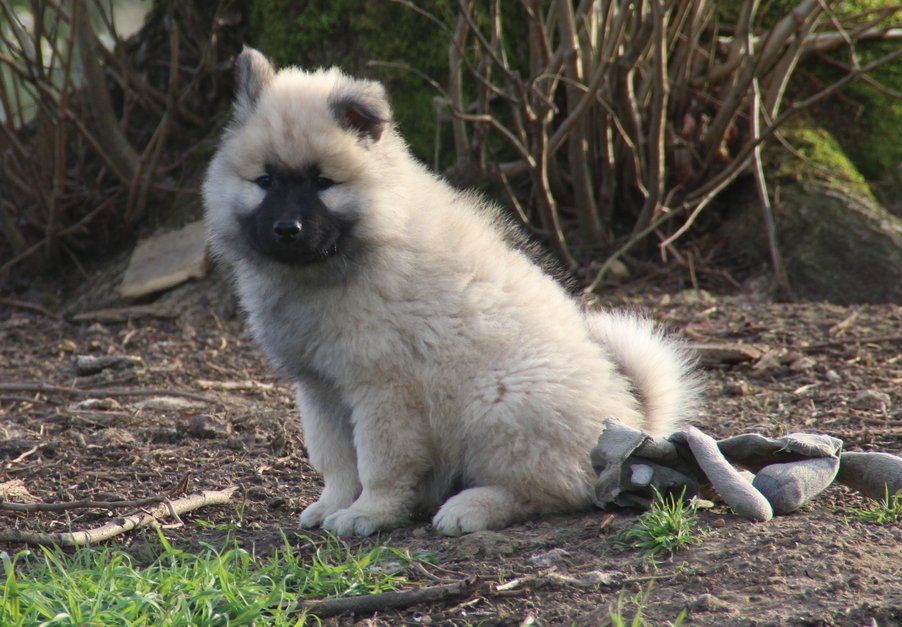 De La Demeure D'Argos - Chiots disponibles - Eurasier