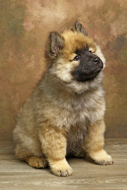 De La Demeure D'Argos - Chiots disponibles - Eurasier