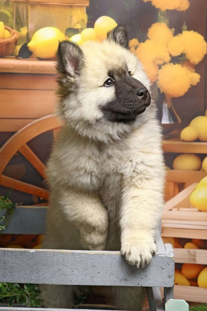 De La Demeure D'Argos - Chiots disponibles - Eurasier