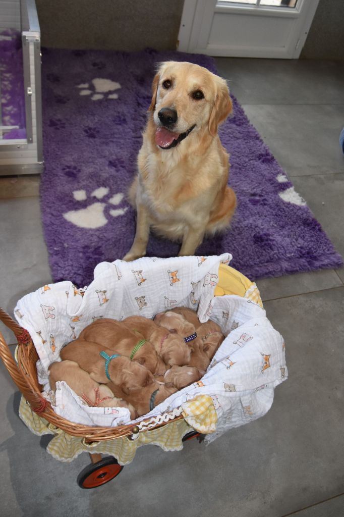 Chiot Golden Retriever De Miel et d'Or