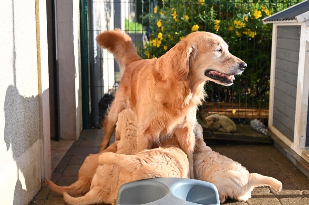 Chiot Golden Retriever De Miel et d'Or