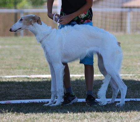 De Kanapoviec - CHiots disponibles