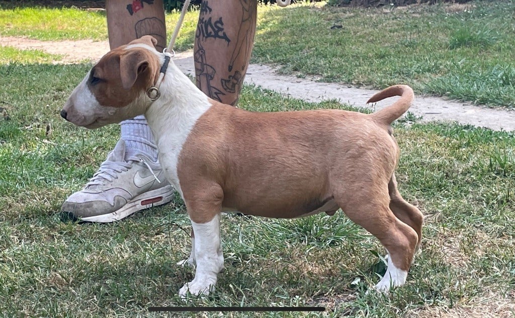 chuckson's - Chiots disponibles - Bull Terrier