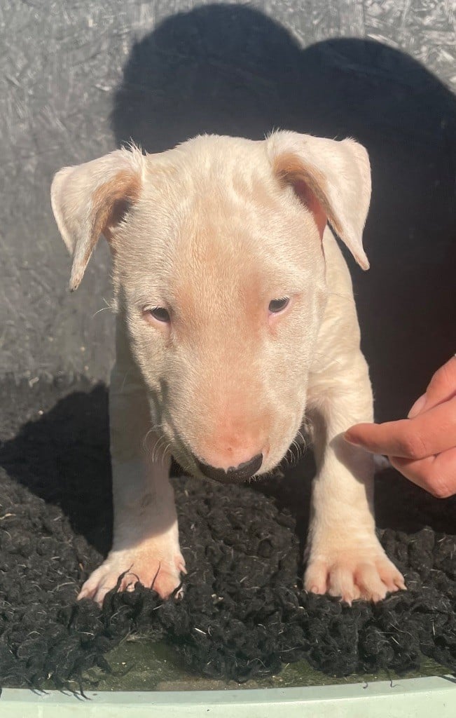 chuckson's - Chiots disponibles - Bull Terrier