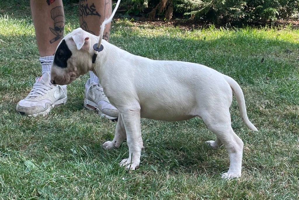 chuckson's - Chiots disponibles - Bull Terrier