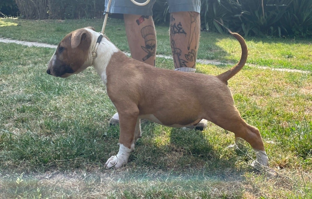 chuckson's - Chiots disponibles - Bull Terrier