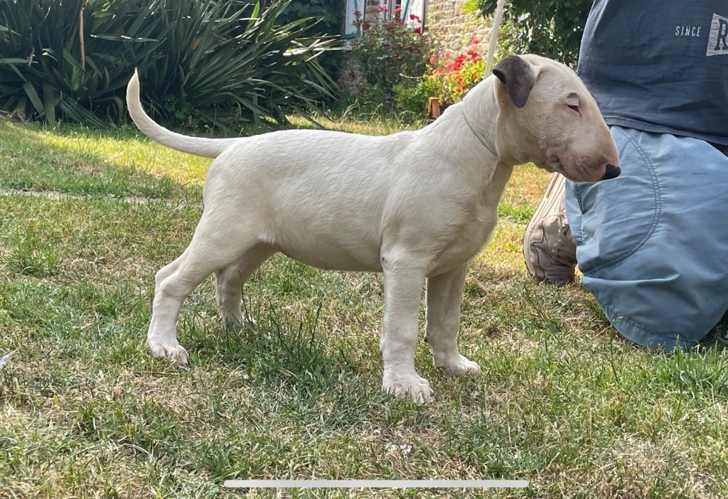 chuckson's - Bull Terrier - Portée née le 08/04/2023