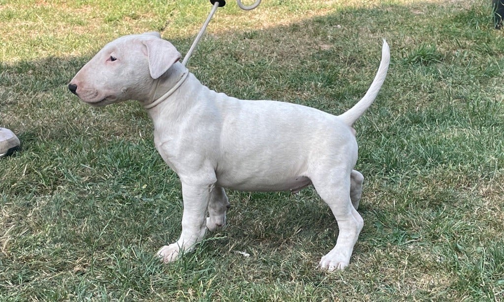 chuckson's - Chiots disponibles - Bull Terrier