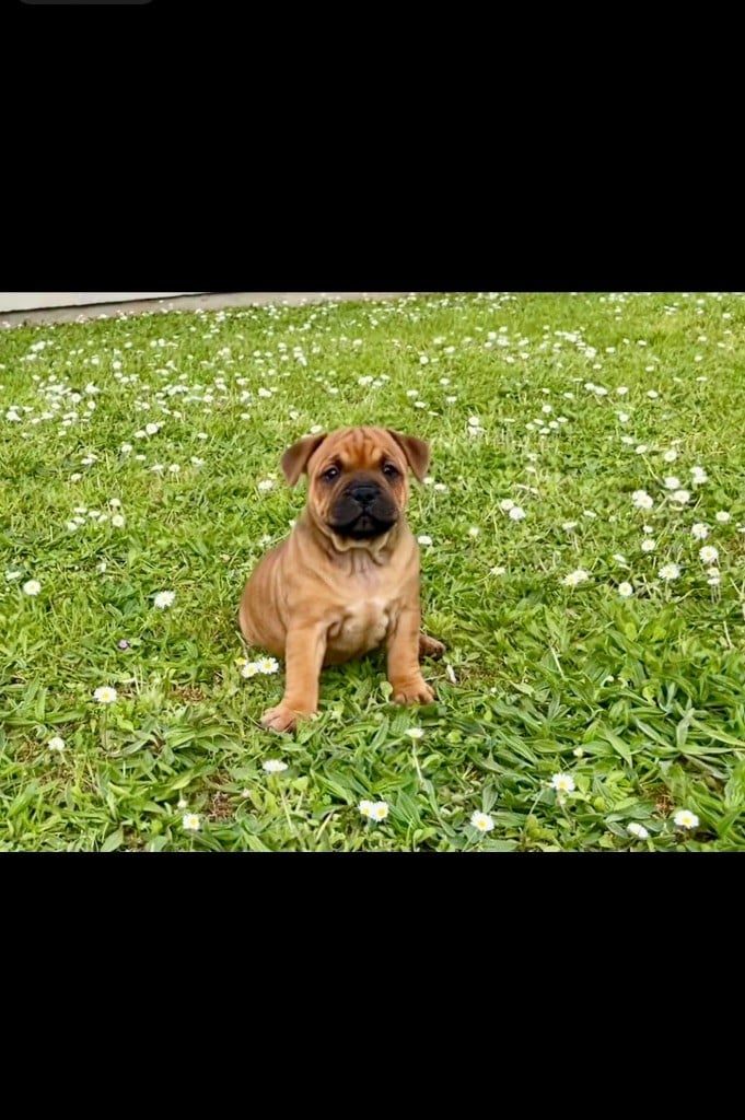 Guardian Angel Of Siddick - Staffordshire Bull Terrier - Portée née le 26/02/2024