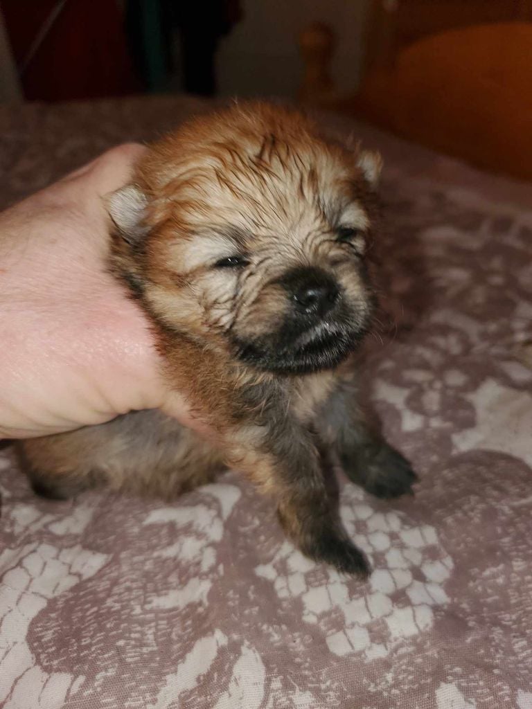 De Sweety Fox - Chiots disponibles - Spitz allemand