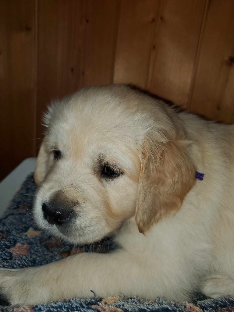 De Sweety Fox - Chiots disponibles - Golden Retriever