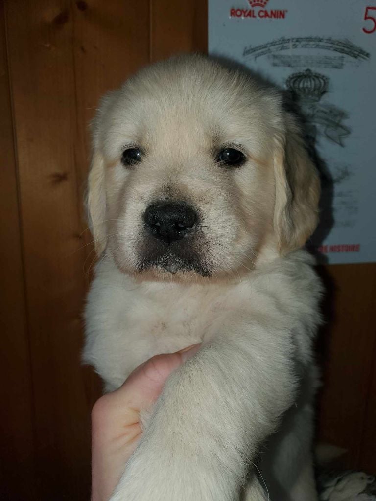 De Sweety Fox - Chiots disponibles - Golden Retriever