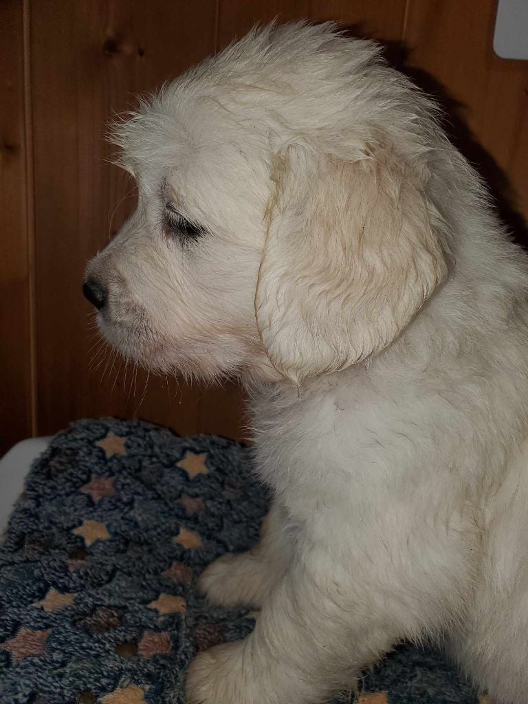 De Sweety Fox - Chiots disponibles - Golden Retriever