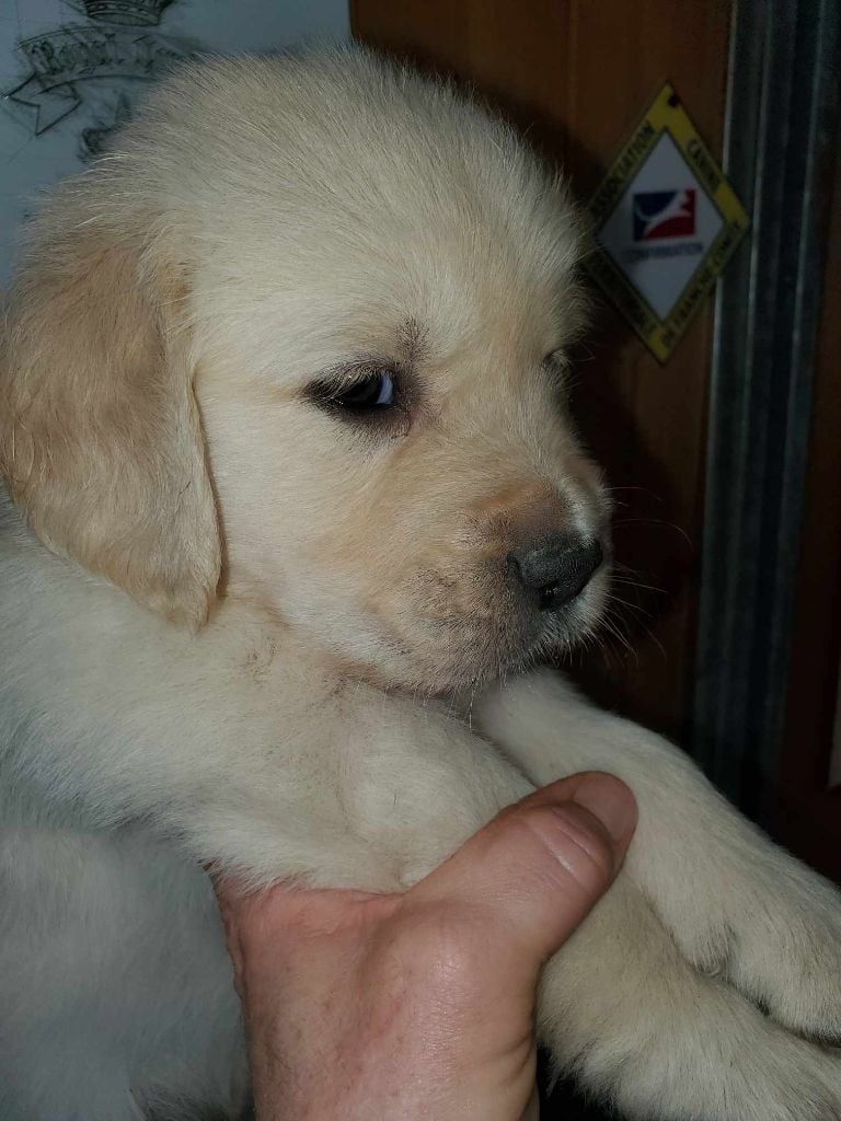 De Sweety Fox - Chiots disponibles - Golden Retriever