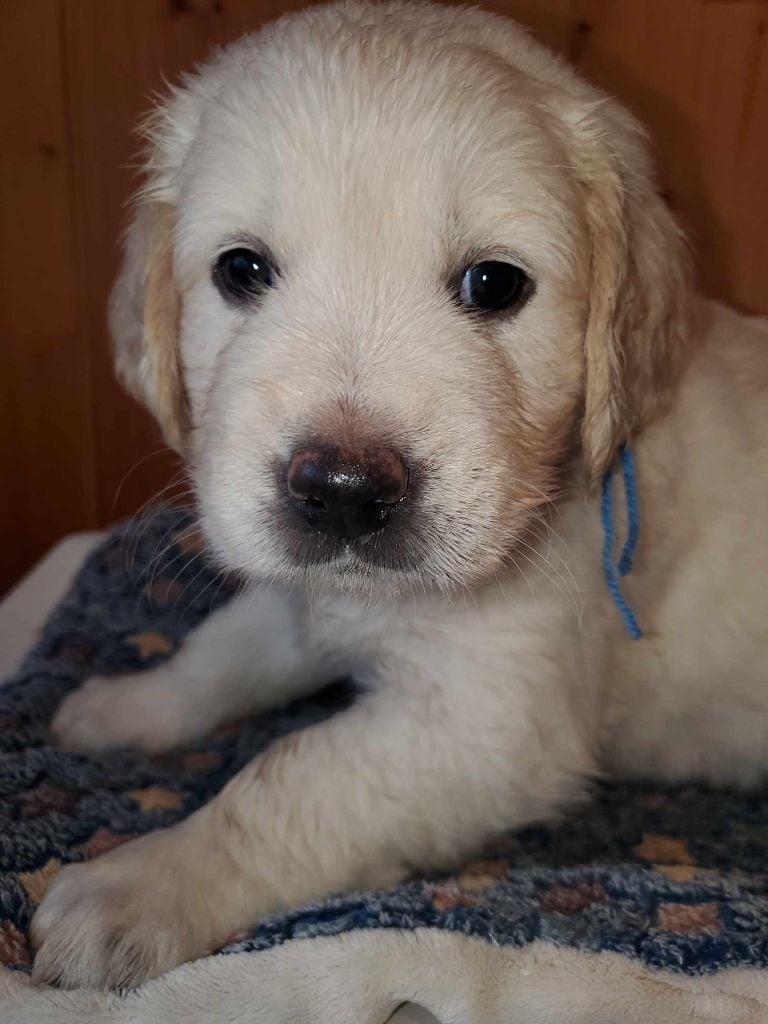 De Sweety Fox - Chiots disponibles - Golden Retriever