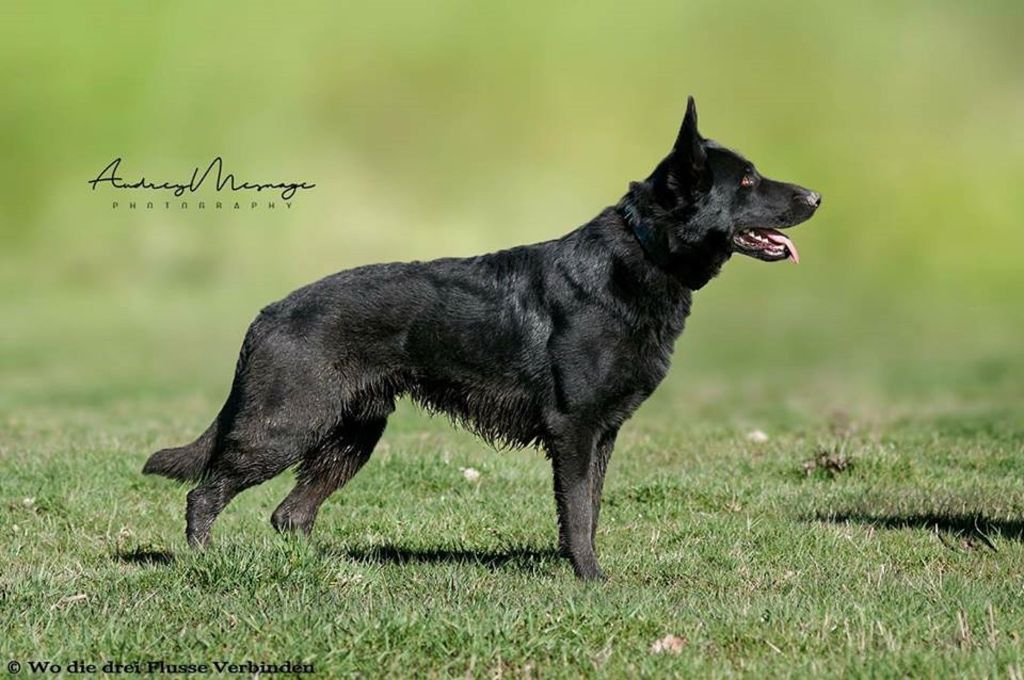 Wo die drei flusse verbinden -  Janvier 2019 passage en IGP 2 pour Bronco od Turoveckych rybniku