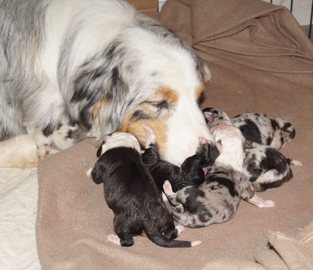 de la ferme de l'autre monde - Le 08/12/22, naissance des chiots d'Ice et Oxy