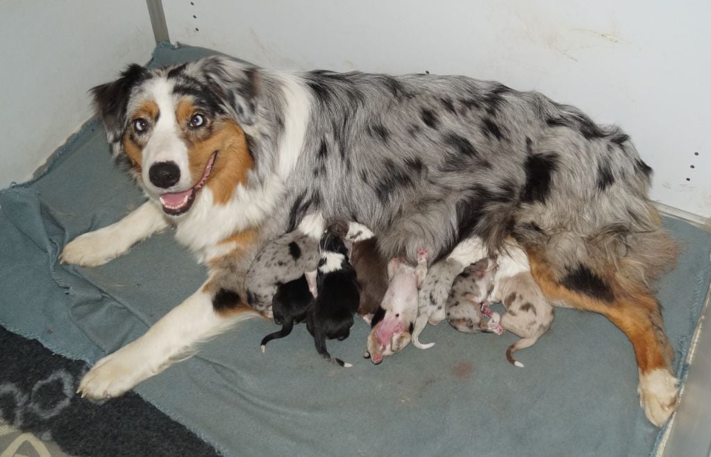 Chiot Berger Australien de la ferme de l'autre monde