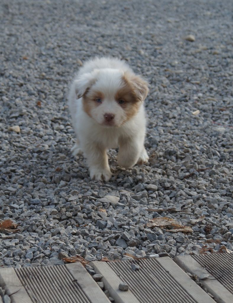 de la ferme de l'autre monde - Chiots disponibles - Berger Australien