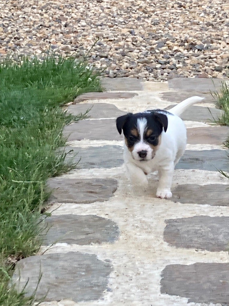 Des Marais De L'Omignon - Chiots disponibles - Jack Russell Terrier