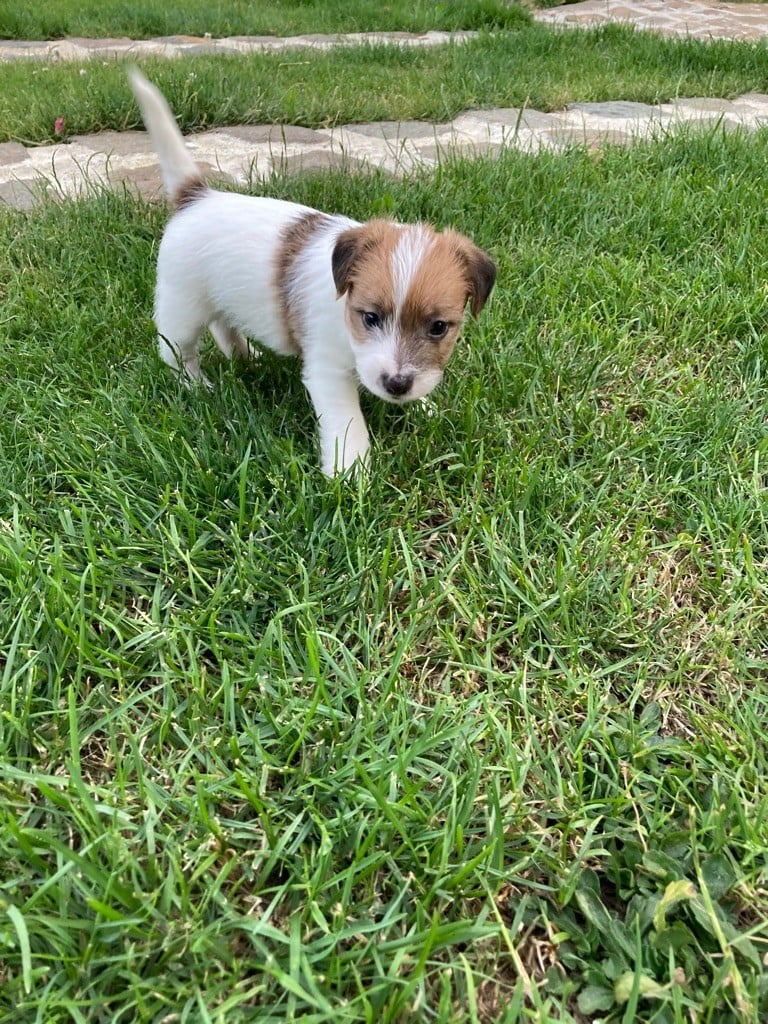 Des Marais De L'Omignon - Chiots disponibles - Jack Russell Terrier