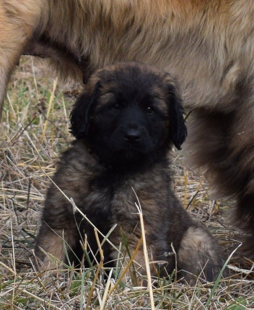 Des Gardiens Des Lions - OSIRIS, Femelle Leonberg Disponible !