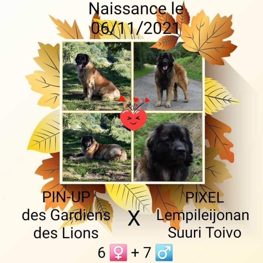 Des Gardiens Des Lions - Naissance ! 