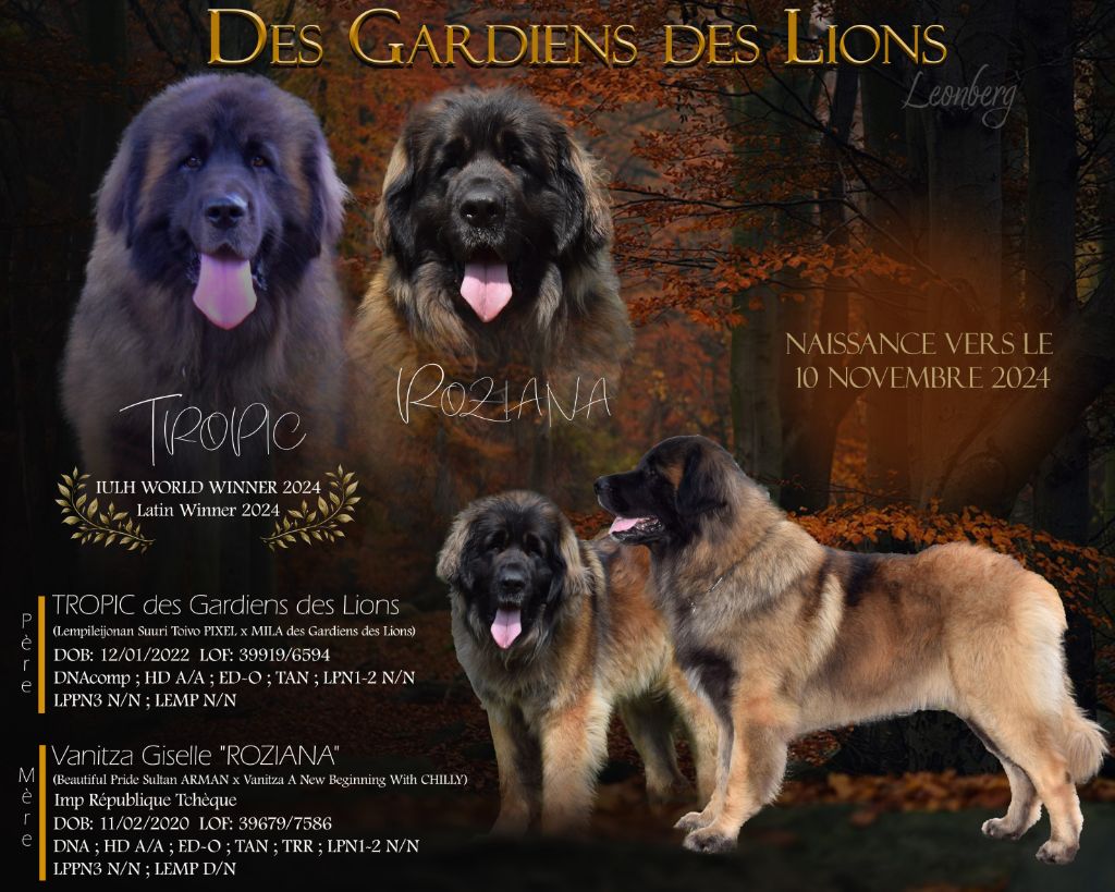 Des Gardiens Des Lions - Bientôt des chiots Leonberg ! 