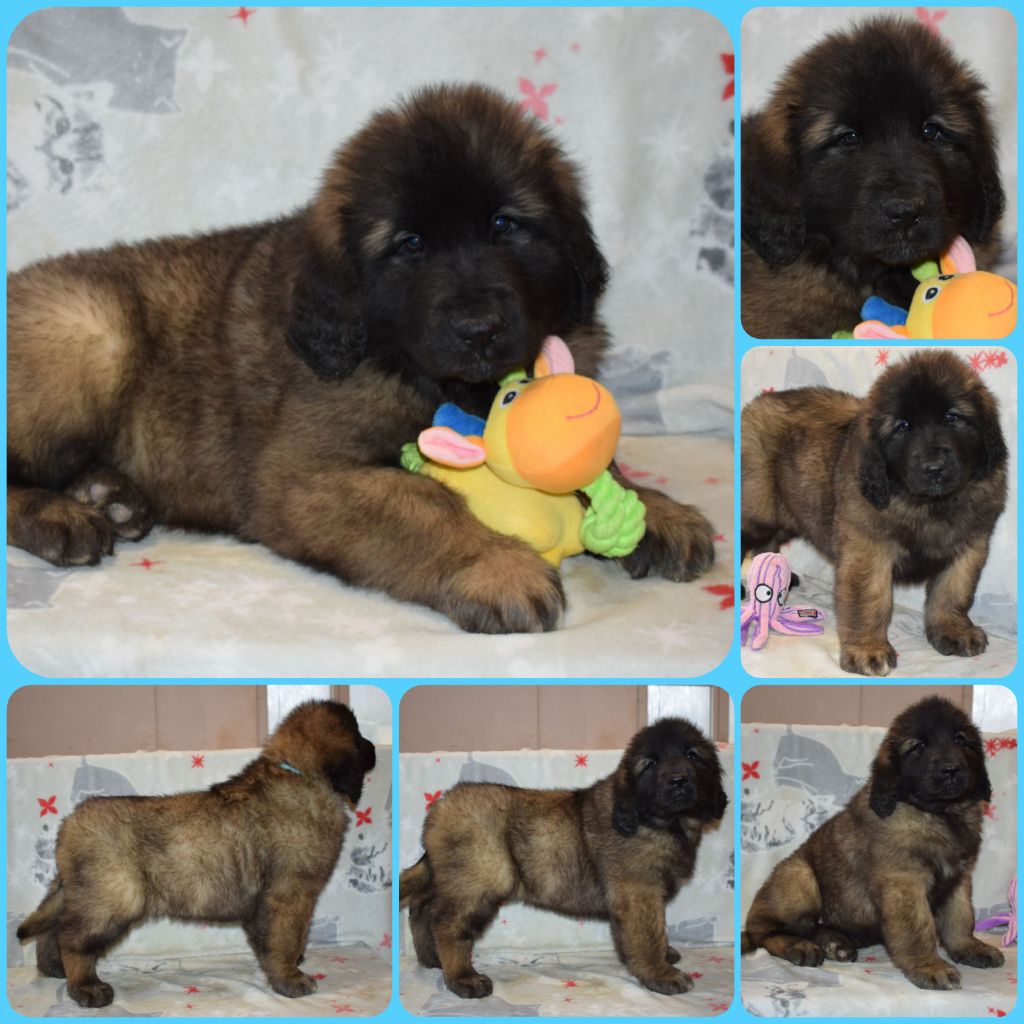 Des Gardiens Des Lions - Chiots femelles DISPONIBLES !