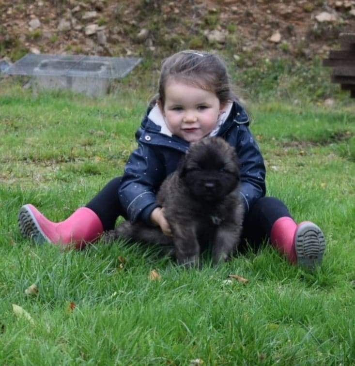 Des Gardiens Des Lions - Bientôt des chiots Leonberg !