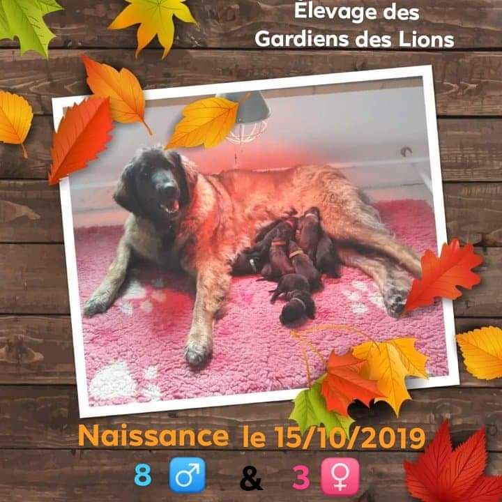 Des Gardiens Des Lions - Leonberger - Portée née le 15/10/2019