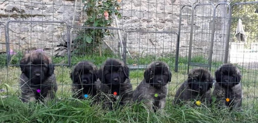 Des Gardiens Des Lions - Leonberger - Portée née le 03/06/2021