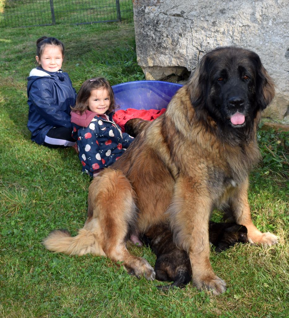 Des Gardiens Des Lions - Leonberger - Portée née le 25/08/2024