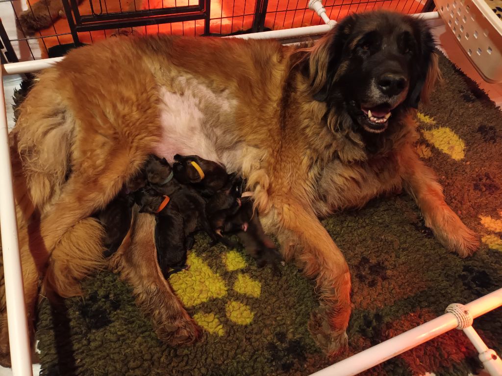 Des Gardiens Des Lions - Leonberger - Portée née le 07/12/2022