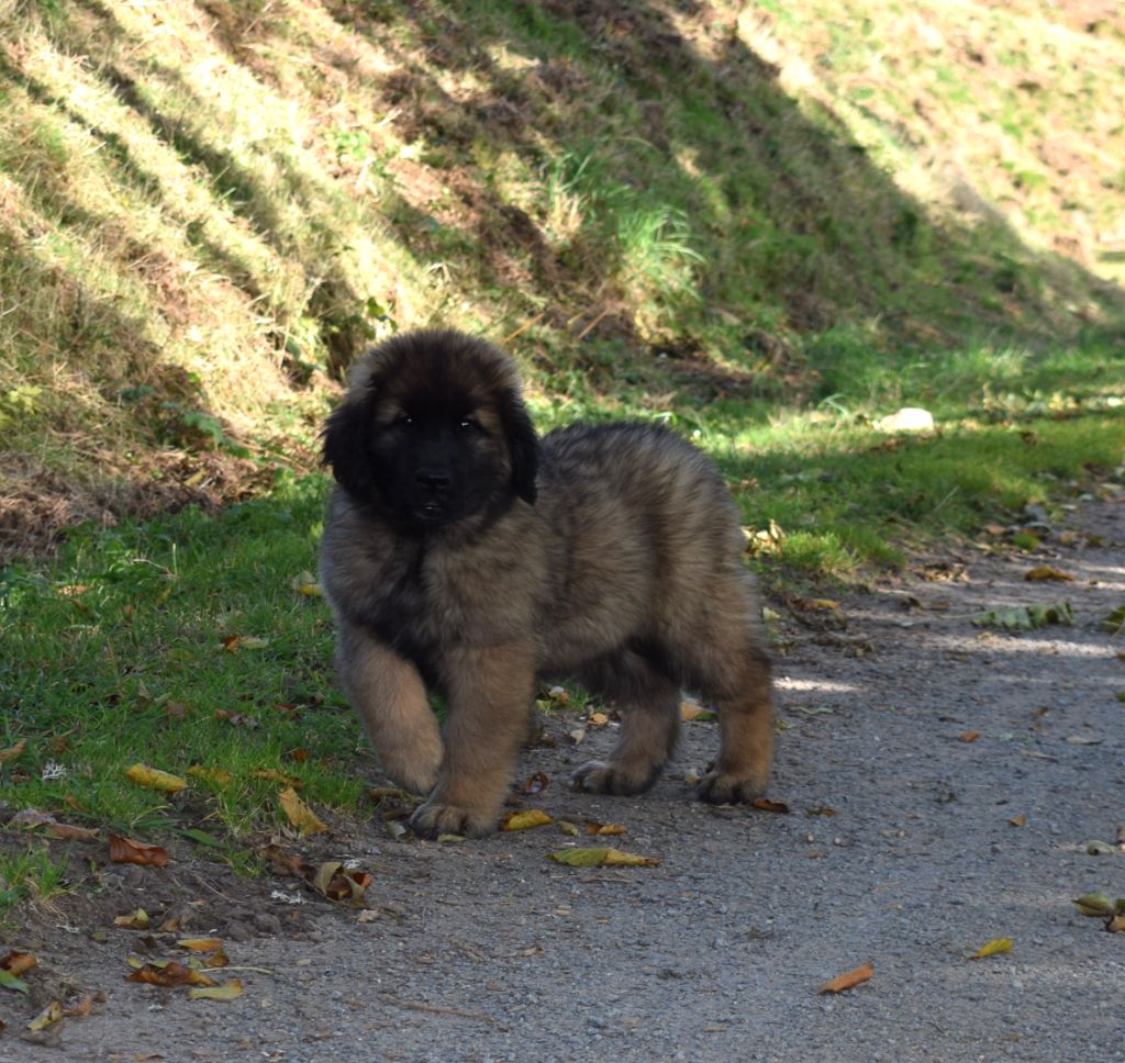 Des Gardiens Des Lions - Leonberger - Portée née le 05/08/2021