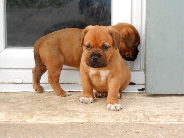 De La Pointe Du Medoc - Dogue de Bordeaux - Portée née le 27/09/2015