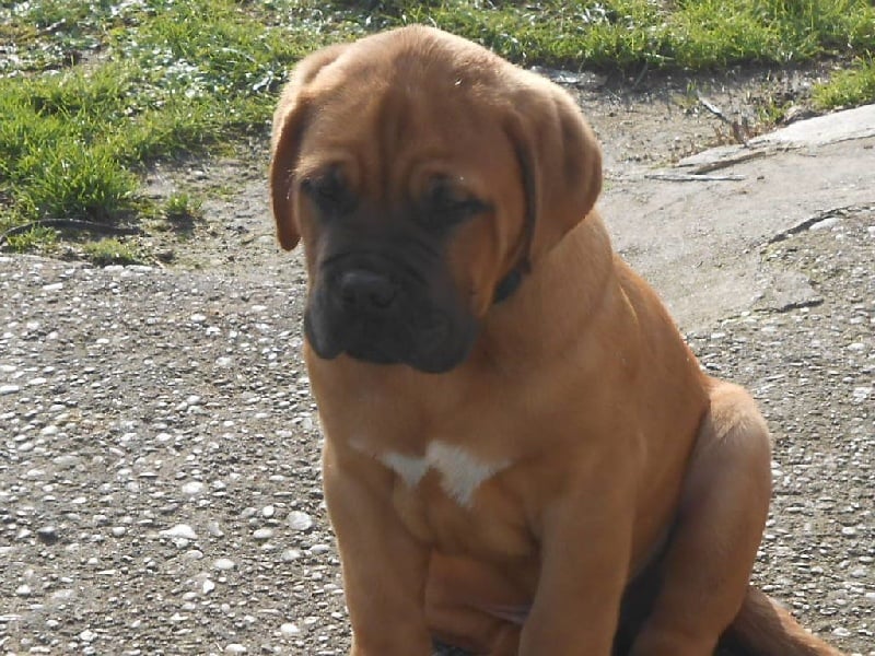 De La Pointe Du Medoc - Dogue de Bordeaux - Portée née le 28/10/2014