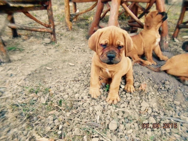 De La Pointe Du Medoc - Chiots disponibles - Dogue de Bordeaux