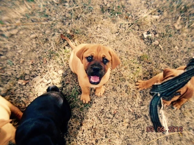 De La Pointe Du Medoc - Chiots disponibles - Dogue de Bordeaux