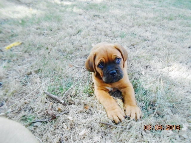 De La Pointe Du Medoc - Chiots disponibles - Dogue de Bordeaux