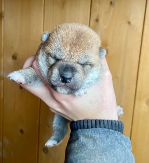 Hoxakam - Chiots disponibles - Shiba