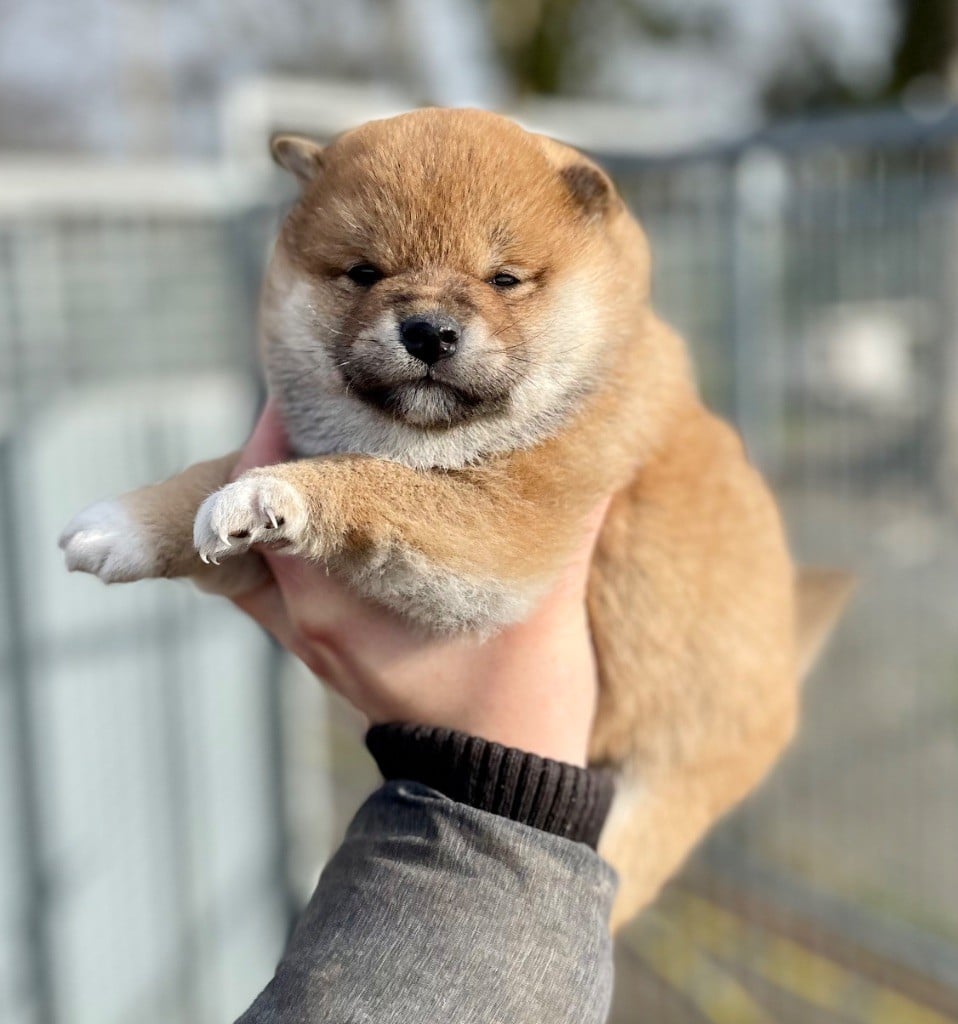 Hoxakam - Chiots disponibles - Shiba